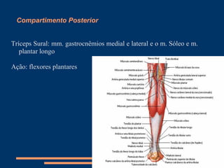 Compartimento Posterior


Tríceps Sural: mm. gastrocnêmios medial e lateral e o m. Sóleo e m.
   plantar longo

Ação: flexores plantares
 