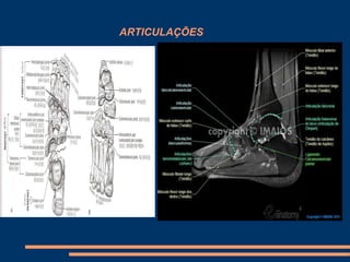 ARTICULAÇÕES
 