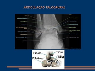 ARTICULAÇÃO TALOCRURAL
 