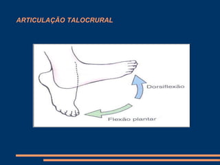 ARTICULAÇÃO TALOCRURAL
 