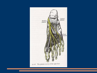 Compartimento Posterior


Tríceps Sural: mm. gastrocnêmios medial e lateral e o m. Sóleo e m.
   plantar longo

Ação: flex...