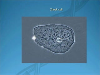 Cheek cell