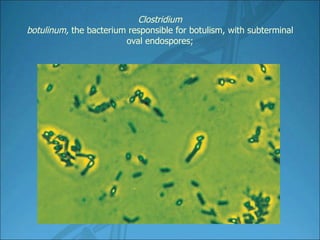 Clostridium botulinum, the bacterium responsible for botulism, with subterminal oval endospores;
