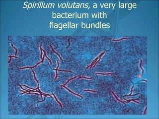 Spirillum volutans, a very large bacterium with flagellar bundles