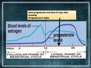 Ideal progesterone test done 21 days after
breeding
(Progesterone is high)
 