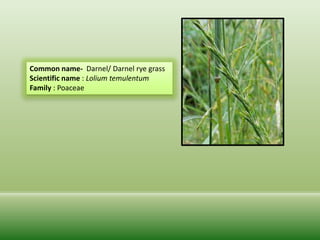 identification of weed plants ,commonly occurs in hilly region of ...