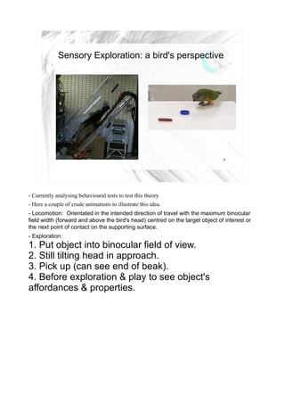 Sensory Exploration: a bird's perspective




                                                                               8




- Currently analysing behavioural tests to test this theory
- Here a couple of crude animations to illustrate this idea.
- Locomotion: Orientated in the intended direction of travel with the maximum binocular
field width (forward and above the bird's head) centred on the target object of interest or
the next point of contact on the supporting surface.
- Exploration:
1. Put object into binocular field of view.
2. Still tilting head in approach.
3. Pick up (can see end of beak).
4. Before exploration & play to see object's
affordances & properties.
 