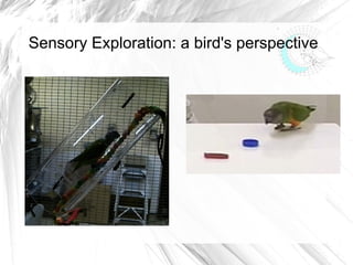 Sensory Exploration: a bird's perspective
 
