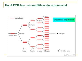 En el PCR hay una amplificación exponencial 