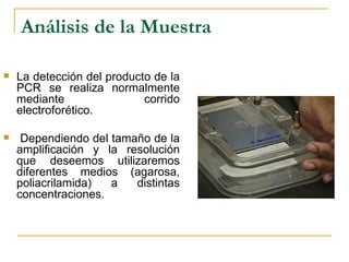 Análisis de la Muestra La detección del producto de la PCR se realiza normalmente mediante corrido electroforético. Dependiendo del tamaño de la amplificación y la resolución que deseemos utilizaremos diferentes medios (agarosa, poliacrilamida) a distintas concentraciones. 