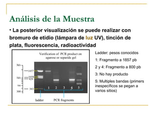 Análisis de la Muestra La posterior visualización se puede realizar con bromuro de etidio (lámpara de  luz  UV), tinción de plata, fluorescencia, radioactividad  Ladder: pesos conocidos 1: Fragmento a 1857 pb 2 y 4: Fragmento a 800 pb 3: No hay producto  5: Multiples bandas (primers inespecíficos se pegan a varios sitios) 