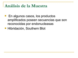 Análisis de la Muestra En algunos casos, los productos amplificados poseen secuencias que son reconocidas por endonucleasas Hibridación, Southern Blot 