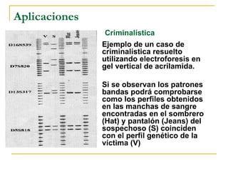 Aplicaciones Ejemplo de un caso de criminalística resuelto utilizando electroforesis en gel vertical de acrilamida.  Si se observan los patrones bandas podrá comprobarse como los perfiles obtenidos en las manchas de sangre encontradas en el sombrero (Hat) y pantalón (Jeans) del sospechoso (S) coinciden con el perfil genético de la víctima (V)   Criminalística 
