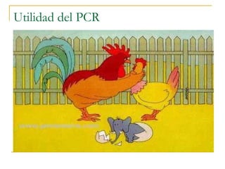 Utilidad del PCR 
