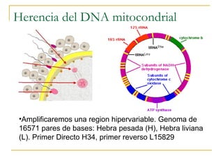 Herencia del DNA mitocondrial Amplificaremos una region hipervariable. Genoma de 16571 pares de bases: Hebra pesada (H), Hebra liviana (L). Primer Directo H34, primer reverso L15829 