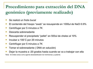 Procedimiento para extracción del DNA genómico (previamente realizado) Se realizó un frotis bucal  El contenido del hisopo “swab” se resuspende en 1000 ul  de NaCl 0.9% Centrifugar por 5 minutos a 7K Descarta sobrenadante Resuspender el precipitado “pellet” en 500ul de chelex al 10% Incubar a 100˚C por 20 minutos Centrifugar por 5 minutos a 7K Tomar el sobrenadante ( DNA en solución) Dejar la muestra a -20 grados hasta cuando se va a trabajar con ella Nota:  El chelex actúa como agente desestabilizador de membranas y quelante. 