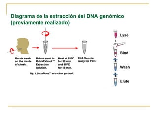 Diagrama de la extracción del DNA genómico (previamente realizado) 