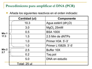 Procedimiento para amplificar el DNA (PCR) Añada los siguientes reactivos en el orden indicado: Mix 1 17.3 Mix 2 2.7 Total: 25 ul Cantidad (ul) Componente 10.3 Agua estéril (dH 2 O) 3.0 MgCl 2  25mM   0.5 BSA 100X 1.5 2.5 Mm de dNTPs 1.0 Primer H34. 5’-3’ 1.0 Primer L15829. 3’-5’ 2.5 Buffer 10X 0.2 Taq pol 5.0 DNA en estudio 