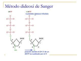 Método dideoxi de Sanger 