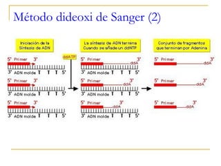 Método dideoxi de Sanger (2) 