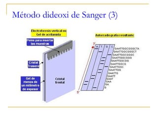 Método dideoxi de Sanger (3) 