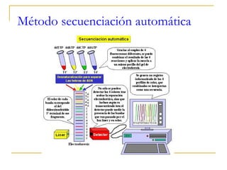 Método secuenciación automática 