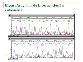 Electroferograma de la secuenciación automática 