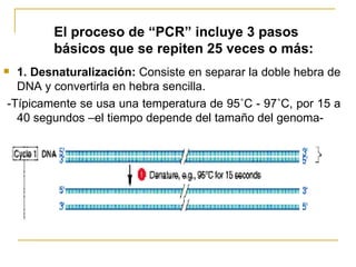 1. Desnaturalización:  Consiste en separar la doble hebra de DNA y convertirla en hebra sencilla. -Típicamente se usa una temperatura de 95 ˚C - 97˚C, por 15 a 40 segundos –el tiempo depende del tamaño del genoma- El proceso de “PCR” incluye 3 pasos básicos que se repiten 25 veces o más: 