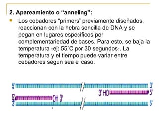 2. Apareamiento o “anneling”: Los cebadores “primers” previamente diseñados, reaccionan con la hebra sencilla de DNA y se pegan en lugares específicos por complementariedad de bases. Para esto, se baja la temperatura -ej: 55˚C por 30 segundos-. La temperatura y el tiempo puede variar entre cebadores según sea el caso. 