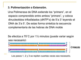 3.   Polimerización o Extensión.  Una Polimerasa de DNA extiende los “primers”, en el espacio comprendido entre ambos “primers”, y coloca dinucleotidos trifosfatados (dNTP’s) de 5’a 3’ leyendo el DNA de 3’a 5’. De estas forma sintetiza la secuencia complementaria de las hebras de DNA molde Se efectúa a 70 ˚C por 1½ minutos (puede variar según sea necesario) Los pasos 1, 2 y 3 se repiten cuantas veces sea necesario. 