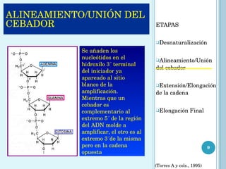 ETAPAS Desnaturalización  Alineamiento/Unión del cebador  Extensión/Elongación de la cadena  Elongación Final  Se añaden los nucleótidos en el hidroxilo 3´ terminal del iniciador ya apareado al sitio blanco de la amplificación. Mientras que un cebador es complementario al extremo 5´ de la región del ADN molde a amplificar, el otro es al extremo 3´de la misma pero en la cadena opuesta (Torres A y cols., 1995) ALINEAMIENTO/UNIÓN DEL CEBADOR  