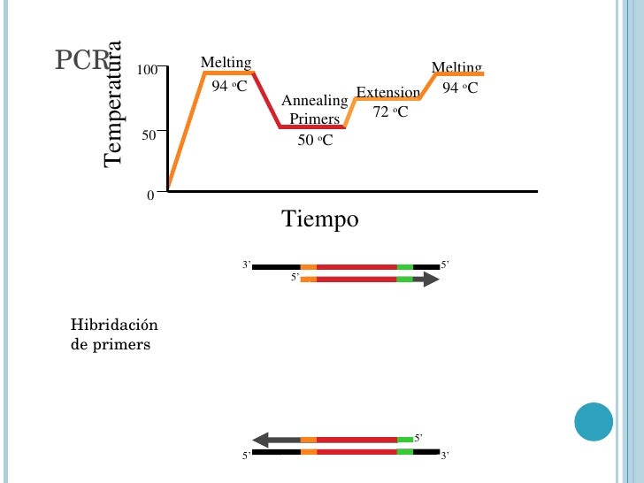 Pcr