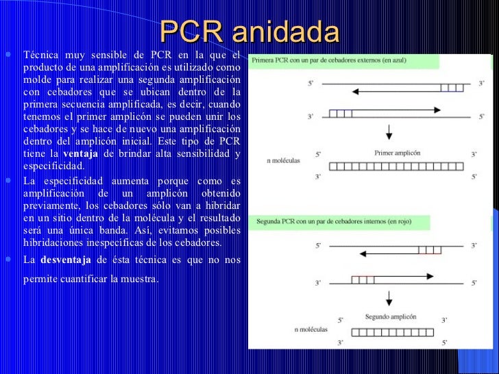 Polymerase Chain Reaction