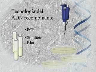 Tecnología del
ADN recombinante

     • PCR
     • Southern
       Blot
 