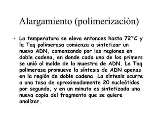 Alargamiento (polimerización)
• La temperatura se eleva entonces hasta 72°C y
  la Taq polimerasa comienza a sintetizar un
  nuevo ADN, comenzando por las regiones en
  doble cadena, en donde cada uno de los primers
  se unió al molde de la muestra de ADN. La Taq
  polimerasa promueve la síntesis de ADN apenas
  en la región de doble cadena. La síntesis ocurre
  a una tasa de aproximadamente 20 nucleótidos
  por segundo, y en un minuto es sintetizada una
  nueva copia del fragmento que se quiere
  analizar.
 