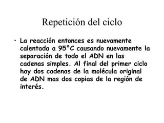 Repetición del ciclo
• La reacción entonces es nuevamente
  calentada a 95°C causando nuevamente la
  separación de todo el ADN en las
  cadenas simples. Al final del primer ciclo
  hay dos cadenas de la molécula original
  de ADN mas dos copias de la región de
  interés.
 