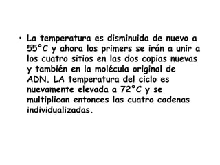 • La temperatura es disminuida de nuevo a
  55°C y ahora los primers se irán a unir a
  los cuatro sitios en las dos copias nuevas
  y también en la molécula original de
  ADN. LA temperatura del ciclo es
  nuevamente elevada a 72°C y se
  multiplican entonces las cuatro cadenas
  individualizadas.
 