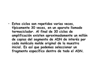 • Estos ciclos son repetidos varias veces,
  típicamente 30 veces, en un aparato llamado
  termociclador. Al final de 30 ciclos de
  amplificación existen aproximadamente un millón
  de copias del segmento de ADN de interés por
  cada molécula molde original de la muestra
  inicial. Es así que podemos seleccionar un
  fragmento específico dentro de todo el ADN.
 
