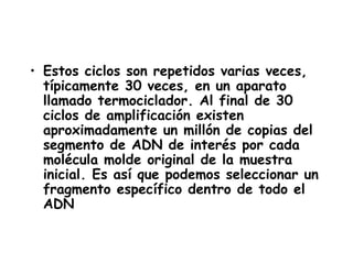• Estos ciclos son repetidos varias veces,
  típicamente 30 veces, en un aparato
  llamado termociclador. Al final de 30
  ciclos de amplificación existen
  aproximadamente un millón de copias del
  segmento de ADN de interés por cada
  molécula molde original de la muestra
  inicial. Es así que podemos seleccionar un
  fragmento específico dentro de todo el
  ADN
 