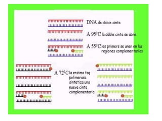 Pasos para PCR
