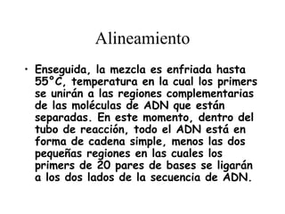 Alineamiento
• Enseguida, la mezcla es enfriada hasta
  55°C, temperatura en la cual los primers
  se unirán a las regiones complementarias
  de las moléculas de ADN que están
  separadas. En este momento, dentro del
  tubo de reacción, todo el ADN está en
  forma de cadena simple, menos las dos
  pequeñas regiones en las cuales los
  primers de 20 pares de bases se ligarán
  a los dos lados de la secuencia de ADN.
 