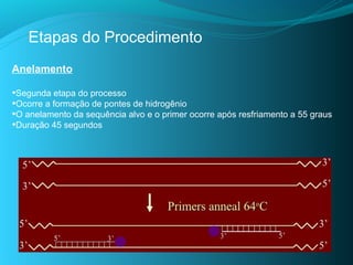 Etapas do Procedimento
Anelamento

•Segunda etapa do processo
•Ocorre a formação de pontes de hidrogênio
•O anelamento da sequência alvo e o primer ocorre após resfriamento a 55 graus
•Duração 45 segundos
 