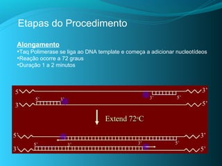Etapas do Procedimento

Alongamento
•Taq Polimerase se liga ao DNA template e começa a adicionar nucleotídeos
•Reação ocorre a 72 graus
•Duração 1 a 2 minutos
 