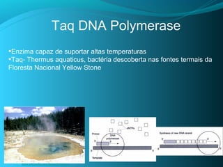 Taq DNA Polymerase
•Enzima capaz de suportar altas temperaturas
•Taq- Thermus aquaticus, bactéria descoberta nas fontes termais da
Floresta Nacional Yellow Stone




    www.wikipedia.com/taqpolymerase
 