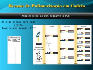 Reação de Polimerização em Cadeia

               Amplificação do DNA mediante o PCR

25 a 40 ciclos para cada
         reação
Taxa de replicação: 2ciclos
 