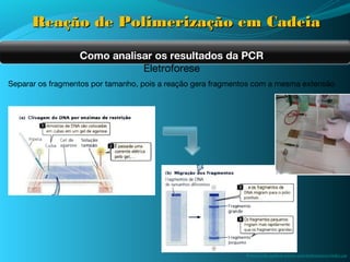Reação de Polimerização em Cadeia

                  Como analisar os resultados da PCR
                             Eletroforese
Separar os fragmentos por tamanho, pois a reação gera fragmentos com a mesma extensão




                                                              /www.roche-applied-science.com/techresources/index.jsp
 