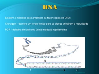 DNA
Existem 2 métodos para amplificar ou fazer cópias de DNA:

Clonagem - demora um longo tempo para os clones atingirem a maturidade

PCR - trabalha em até uma única molécula rapidamente




                     3’                                      5’



                     5’                                       3’
                                                            www.ambion.com
 