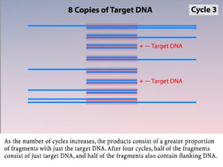 Pcr Slideshow Pcr | PPT