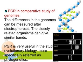PCR in comparative study of
genomes:
The differences in the genomes
can be measured after
electrophoresis. The closely
related organisms can give
similar bands.
PCR is very useful in the study of
evolutionary biology, more
specifically referred as
phylogenetics.
 