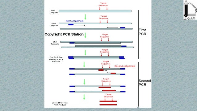 alternative to touchdown pcr protocol alternative to touchdown pcr protocol